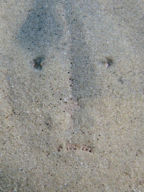 Uranoscopus scaber (Pesce prete)
